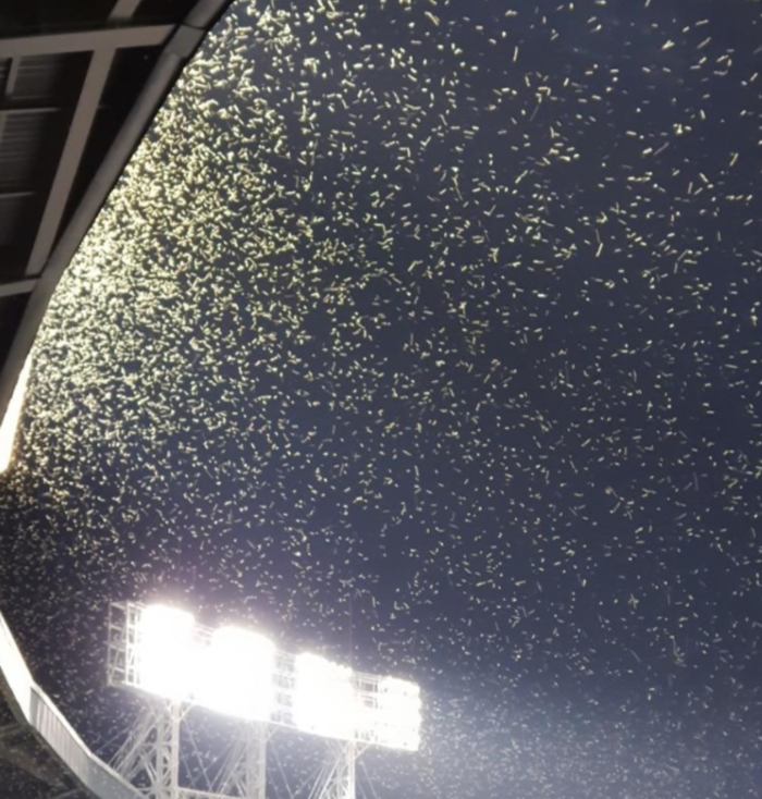 The bugs that hit Jamsil Baseball Stadium.